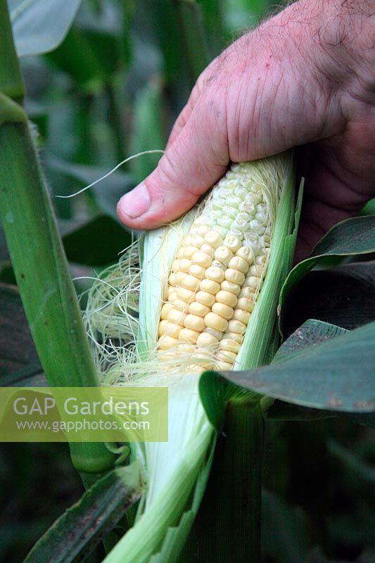 Sweet Corn - Zea mays 'Sweet Nuggett' - exposing the cob to check ripeness - these are ready