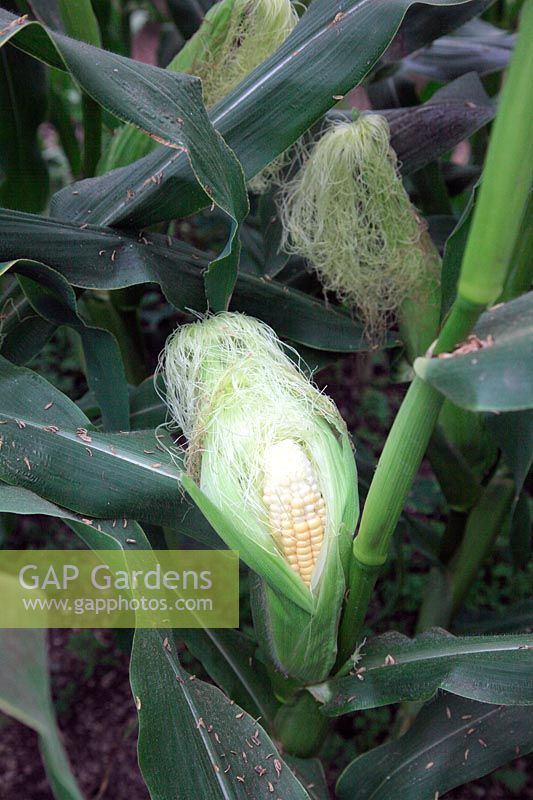 Sweet Corn - Zea mays 'Wagtail' - exposing the cob to check development - this is about ready to harvest