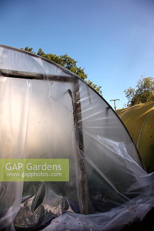 Replacing the polythene cover of a polytunnel - tensioning the new sheet around the door frame