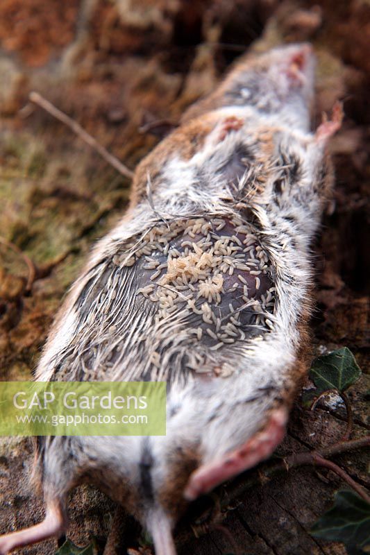 Wood Mouse corpse - Apodemus sylvaticus being consumed by blowfly maggots - the body was turned over to expose the maggots which proliferate in the moist and dark underside of the corpse