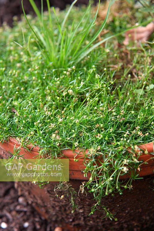 Common Garden Weeds - Sagina procumbens - Procumbent Pearlwort