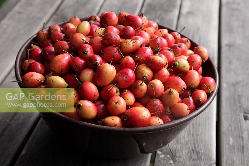Malus 'John Downie' AGM - Crab Apples harvested in early September to make crab apple jelly