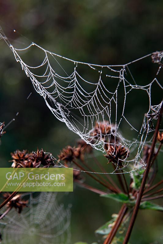 Spider cobwebs with autumn early morning dew on Hemlock Water Dropwort - Oenanthe crocata