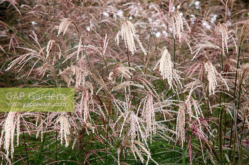 Miscanthus sinensis 'Kaskade' AGM in early autumn