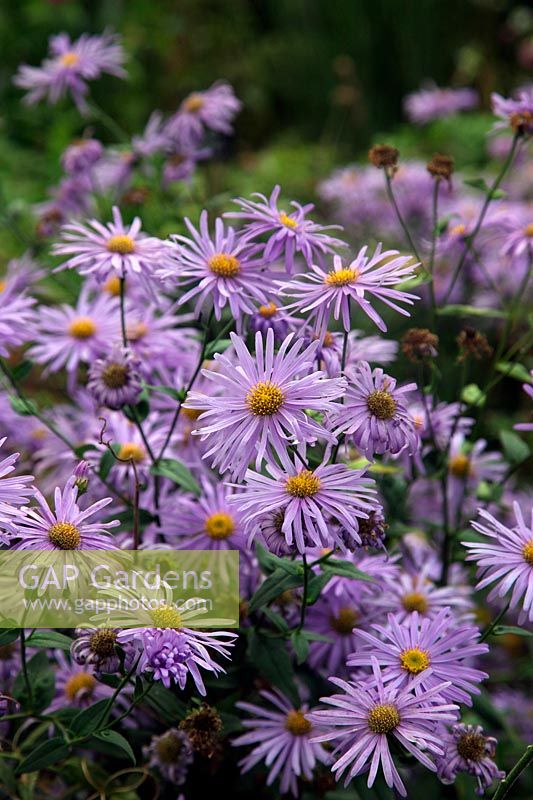 Aster x frikartii 'Monch' in early autumn