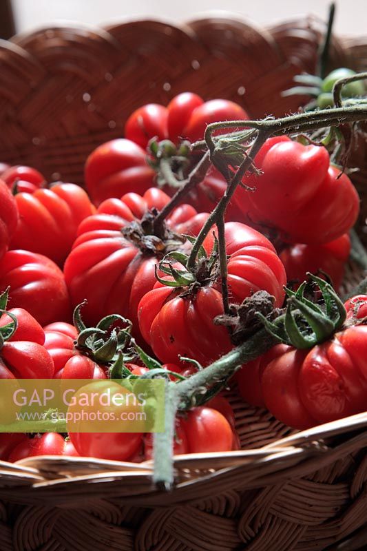 Tomato - Solanum lycopersicum 'Costoluto Fiorentino' AGM
