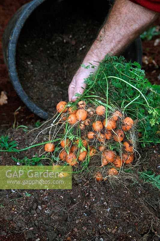 Daucus carota - Carrot 'Atlas' - yield from a 20 litre pot