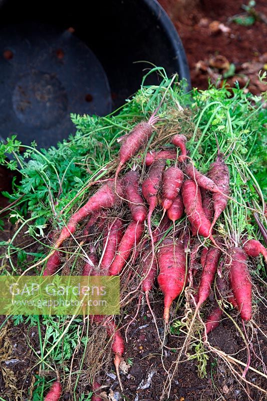 Daucus carota - Carrot 'Purple Dragon' yield from a 20 litre pot