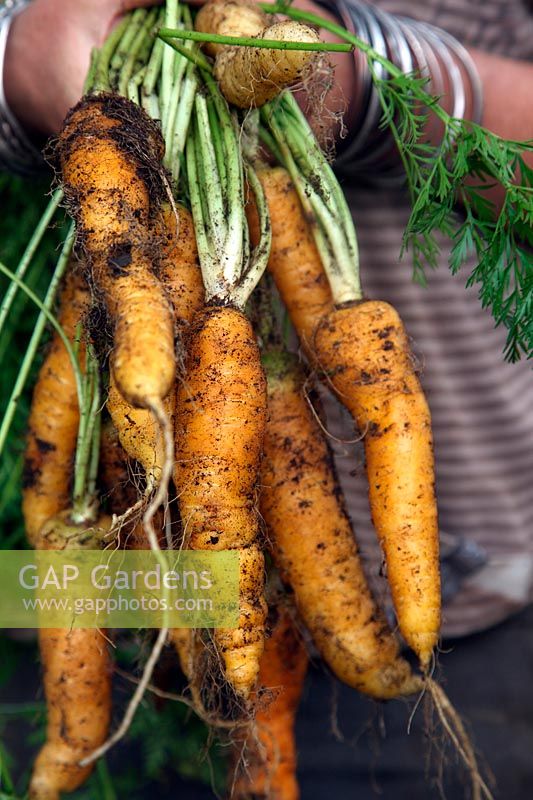 Daucus carota - Carrot 'Jaune de Doubs'
