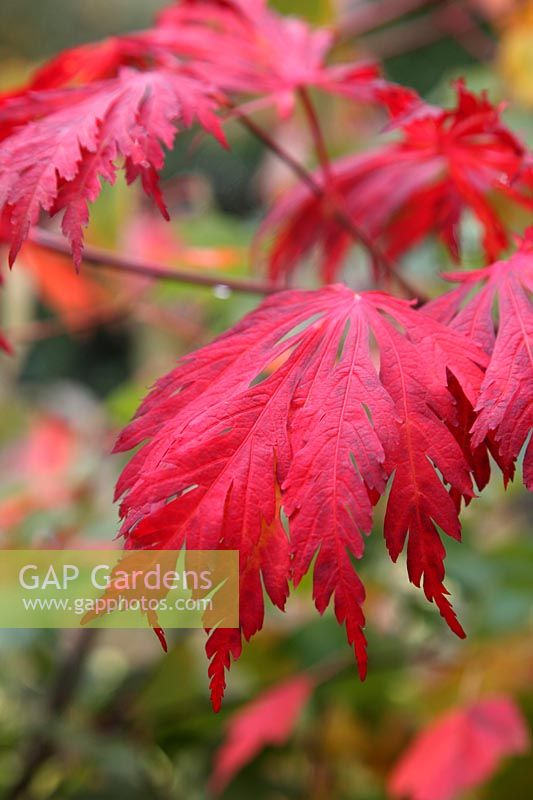 Acer japonicum 'Aconitifolium' AGM autumn colour