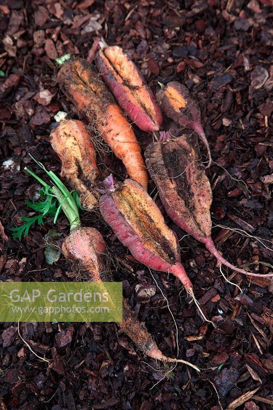 Daucus carota - Carrots withsplit roots possibly caused by fluctuating moisture levels