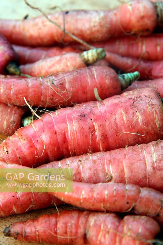 Carrot - Daucus carota 'Atomic Red'