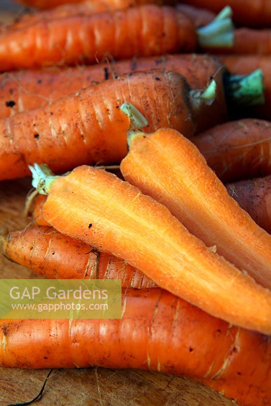 Carrot - Daucus carota 'Chantenay 2'