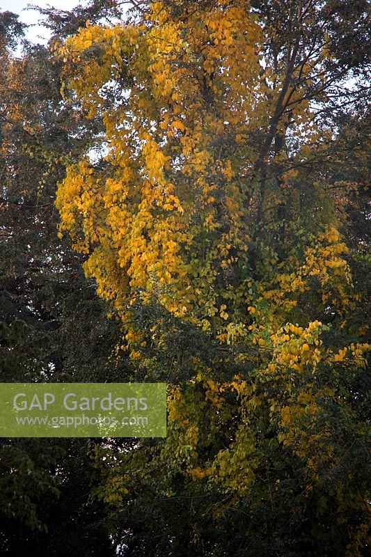 Celastrus orbiculatus - autumn colour