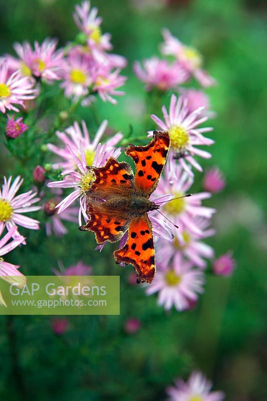 Aster 'Ochtendgloren' AGM with Comma butterfly - Polygonia c-album in mid October