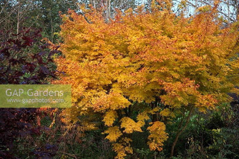 Acer palmatum 'Senkaki' syn Acer palmatum 'Sango-kaku' AGM showing autumn colour in mid October