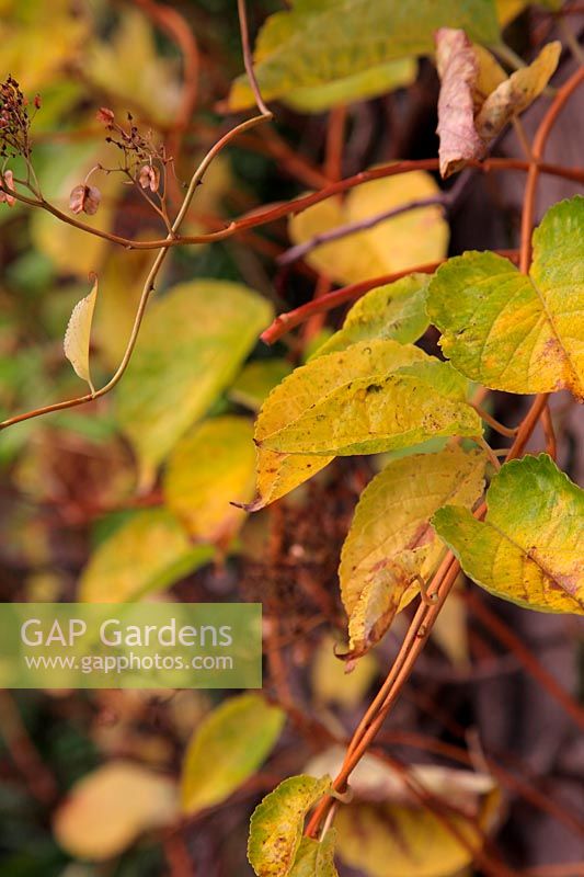 Tripterygium regelii  autumn foliage colour