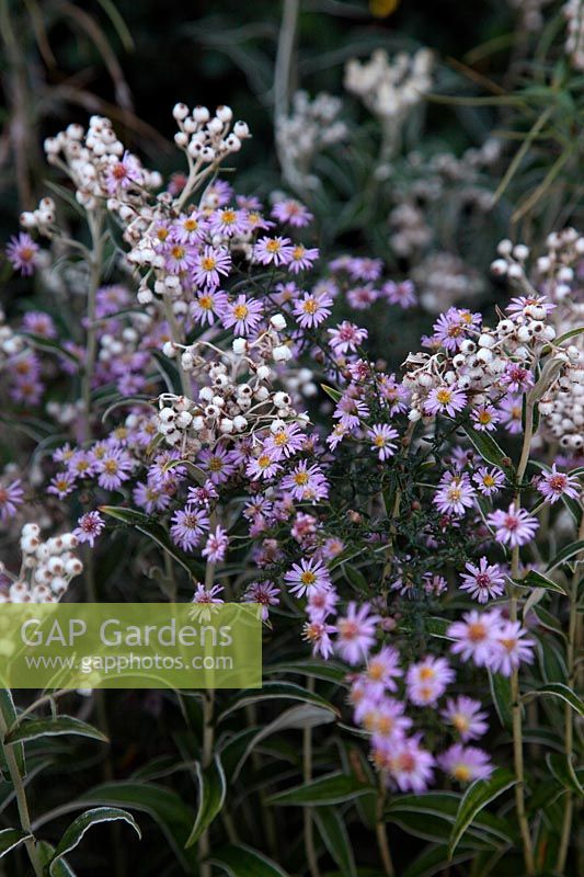 Anaphilis margaritacea with Aster ericoides 'Rosy Veil'