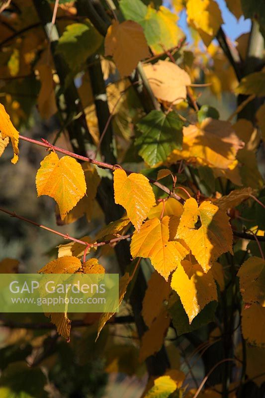 Acer tegmentosum 'White Tigress' - Manchurian striped maple in autumn