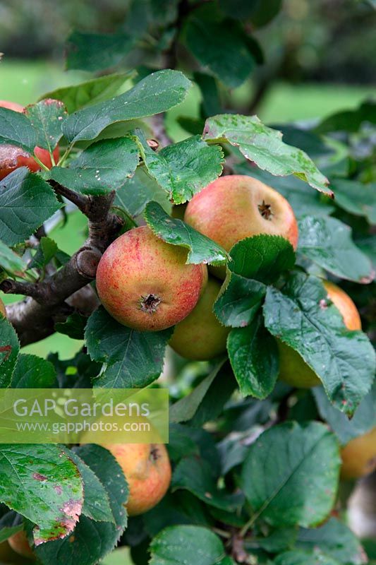 Apple - Malus domestica 'Blenheim Orange' AGM - ready to harvest mid October