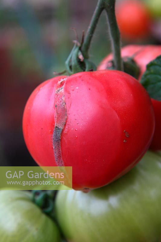 Tomato 'Faworyt' - an over ripe fruit which has now split and shows secondary botrytis infection