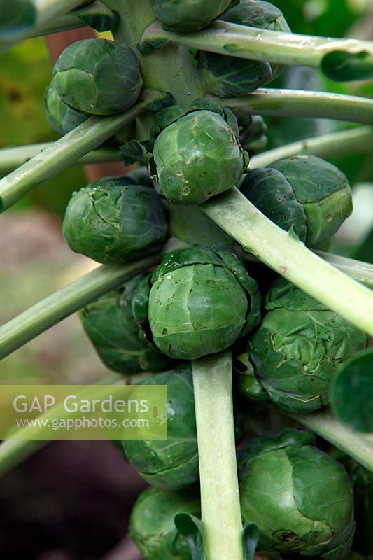 Brussels Sprouts - Brassica oleracea 'Nelson'