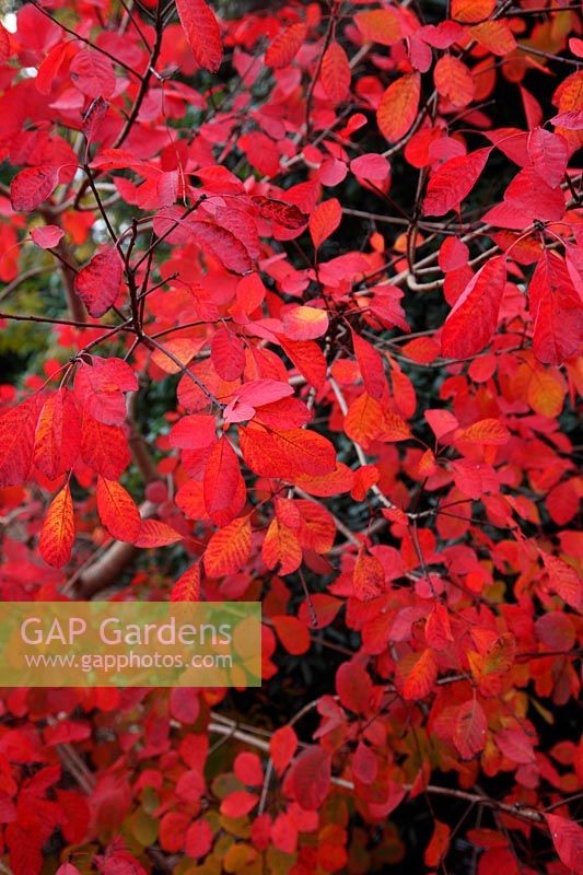 Cotinus obovatus AGM - autumn colour