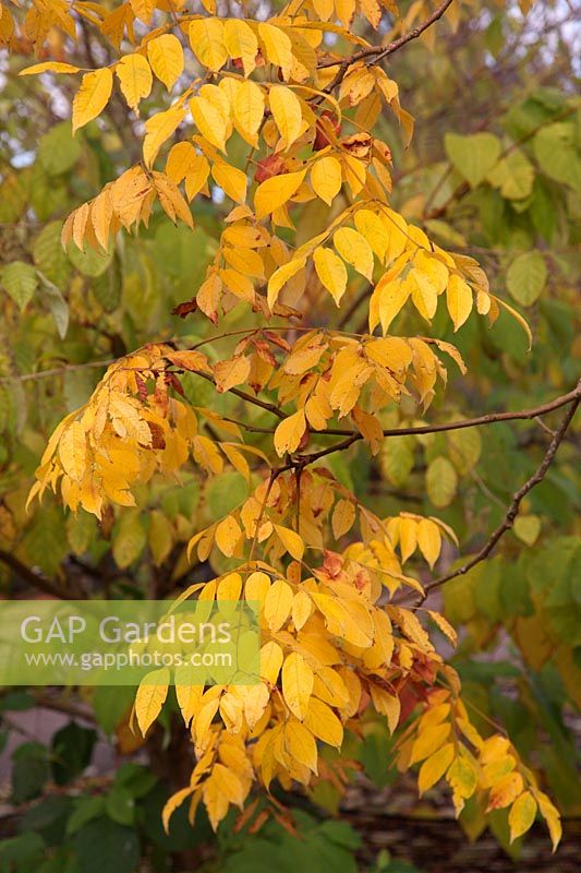 Koelreuteria bipinnata var. integrifoliola autumn foliage colour