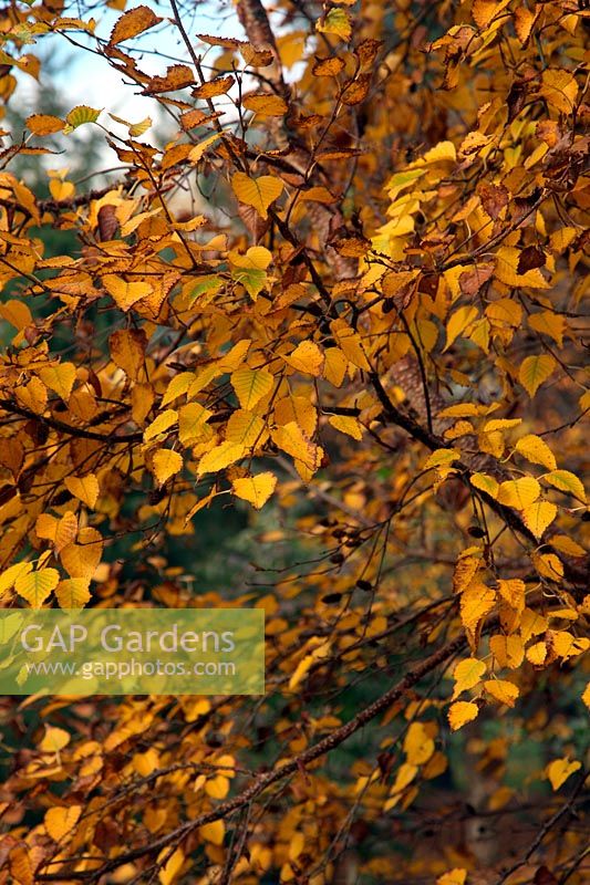 Betula ermanii 'Grayswood Hill' AGM autumn colour
