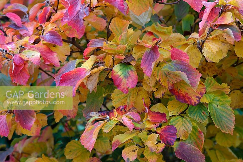 Fothergilla major - Monticola group - autumn colour