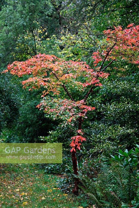 Acer griseum in autumn