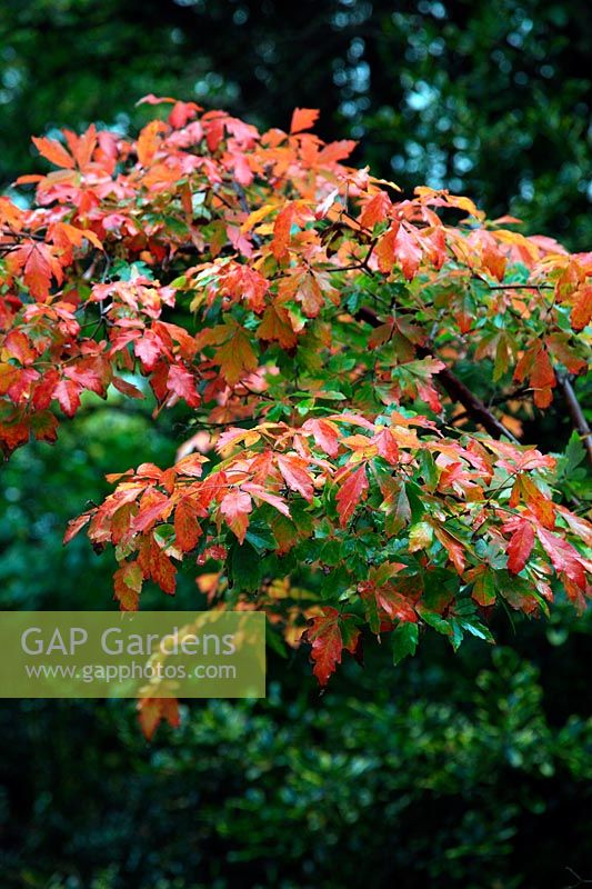 Acer griseum in autumn