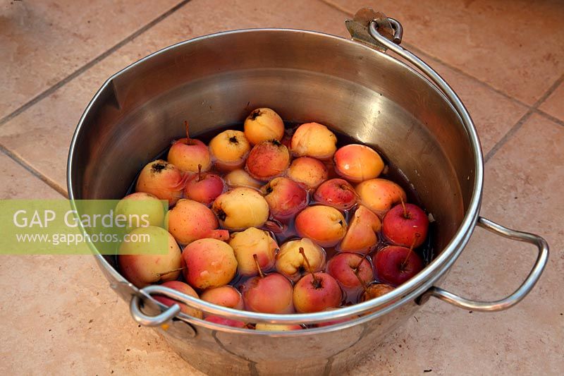 Making crab apple jelly with Malus 'Dartmouth'