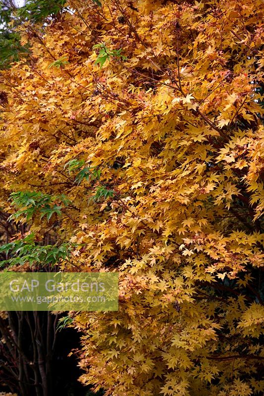 Acer palmatum 'Sangu Kaku' - autumn colour at Savill Garden, Windsor