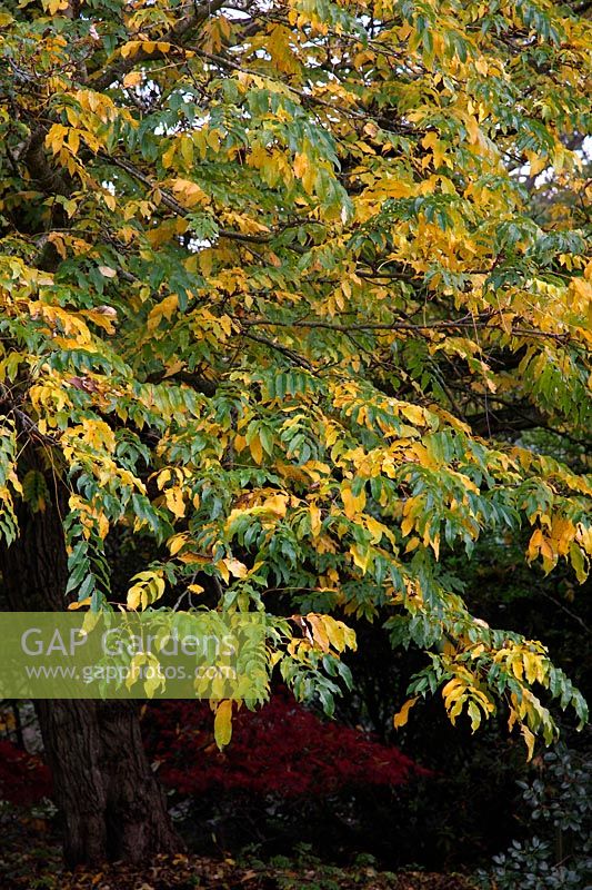 Pterocarya fraxinifolia - wing nut - autumn foliage