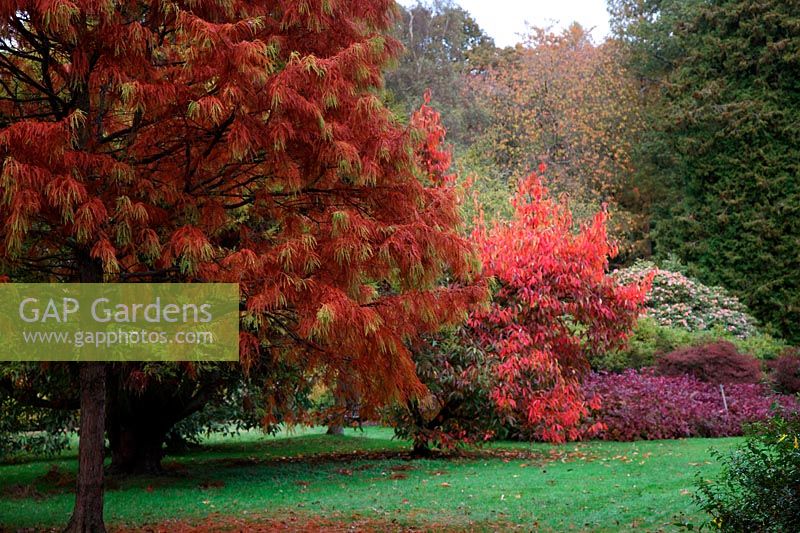Autumn colour in the Savill Garden from Taxodium distichum, Nyssa sinensis and Xanthorhiza simplicissima