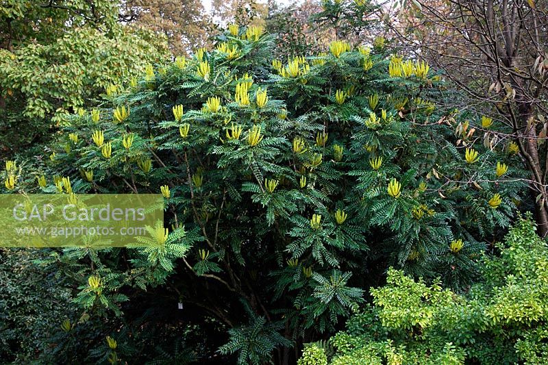 Mahonia lomariifolia AGM in the Savill Garden, Windsor