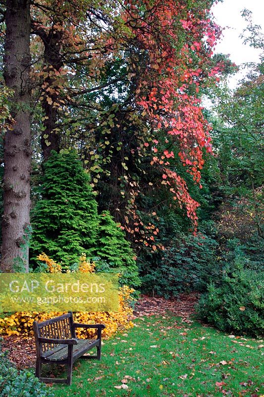 Vitis coignetae with Fothergilla gardenii in the Savill Garden, Windsor