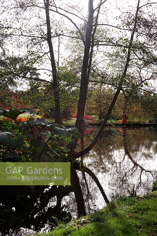 Alders - Alnus glutinosa and Gunnera manicata in the Savill Garden in late October