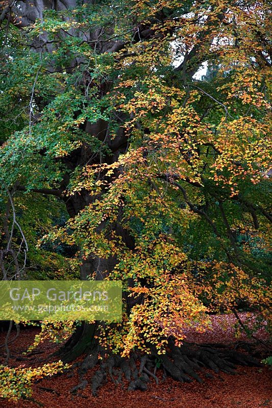 A magnificent Beech tree - Fagus sylvatica showing autumn colour in the Valley Gardens, Windsor Great Park