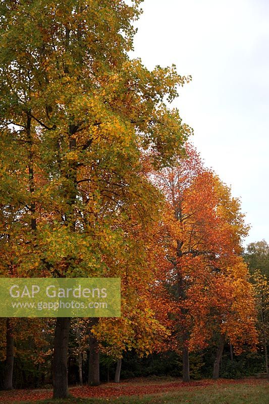 Liriodendron tulipfera showing autumn colour in the Valley Gardens, Windsor Great Park