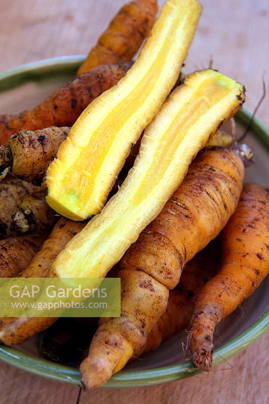 Home grown garden carrots - Daucus carota 'Jaune du Doubs'