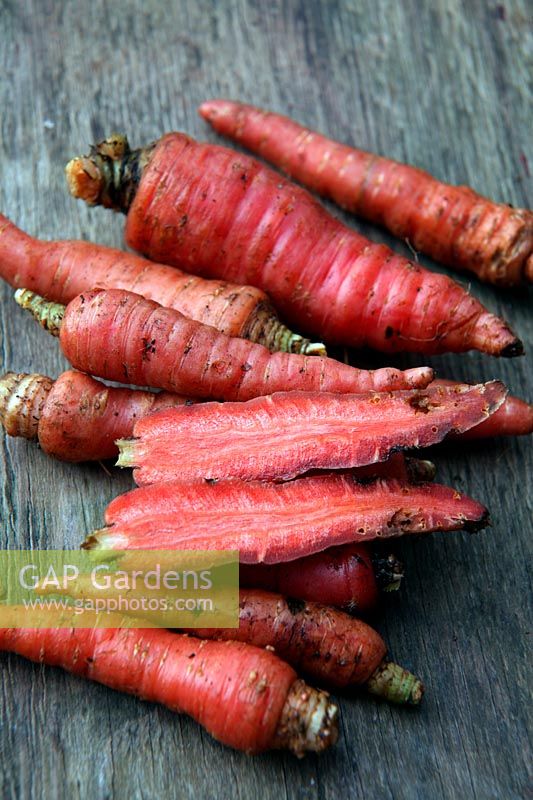 Home grown garden carrots - Daucus carota 'Atomic Red'