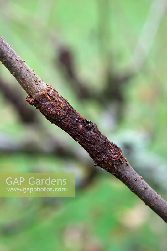 Nectria gallingena - Apple canker on Malus domestica cultivar - a recent infection characterised by sunken tissue