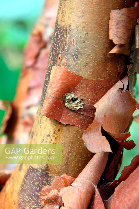 Acer griseum AGM - bark
