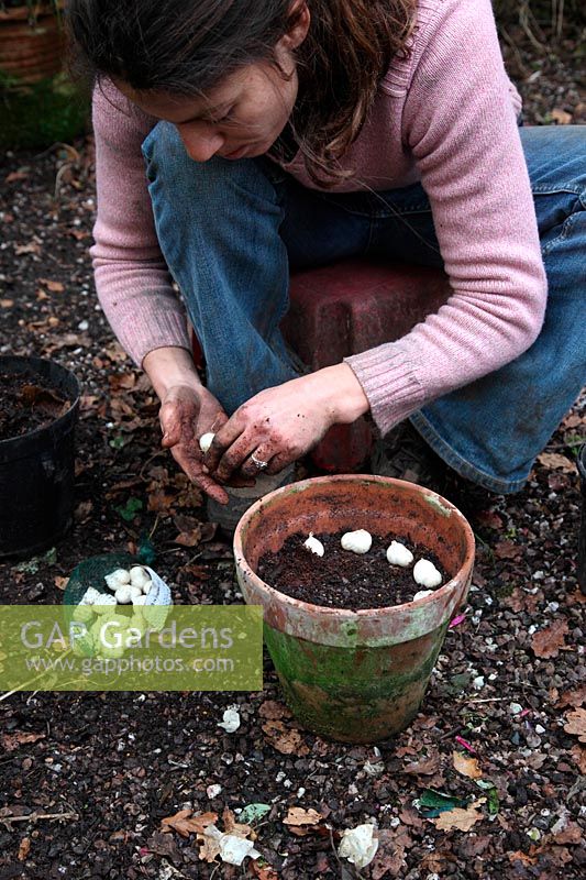 Planting bulbs in autumn in clay terracotta pots - Allium moly 'Jeannine'