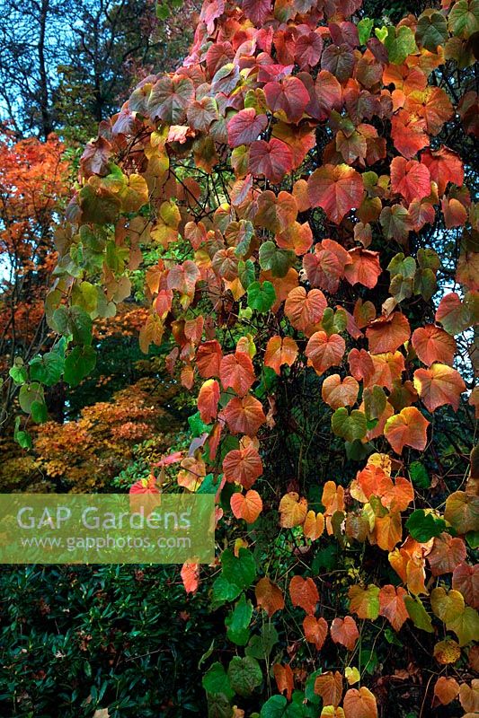 Vitis coignetae in autumn