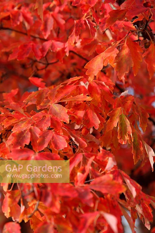 Acer griseum - autumn colour