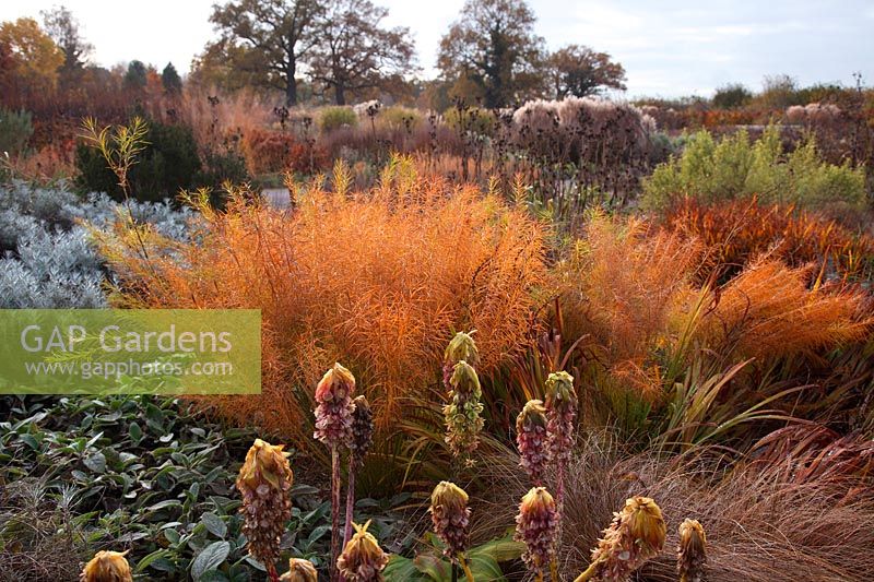 The decaying foliage of Eucomis and Amsonia hubrichtii provide November colour at RHS Wisley