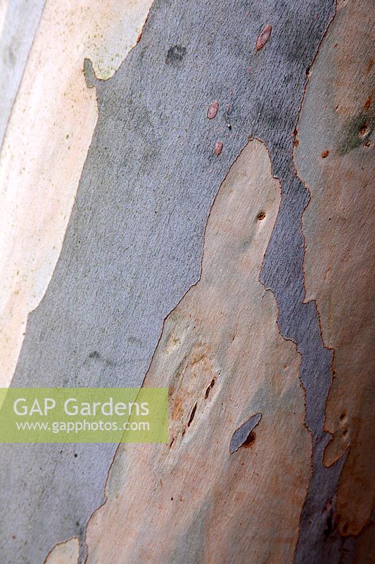 Eucalyptus dalrympleana bark